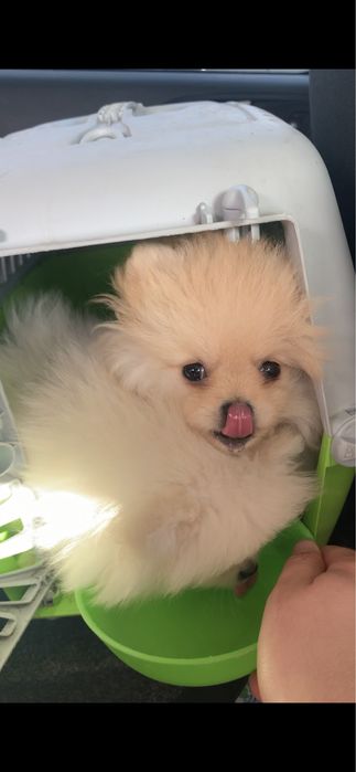 Доставка животных в Европу, США, Канаду. Перевозка, перевезення тварин