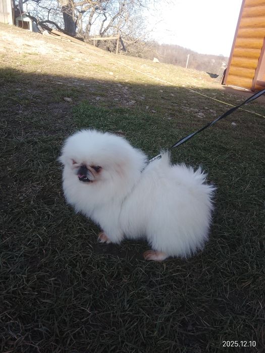 В'язка чистокровного королівського пекінеса