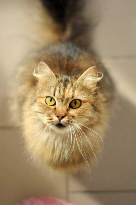 Ніжна чарівна дівчинка Арізона, 3 роки, чекає кішка, кішечка