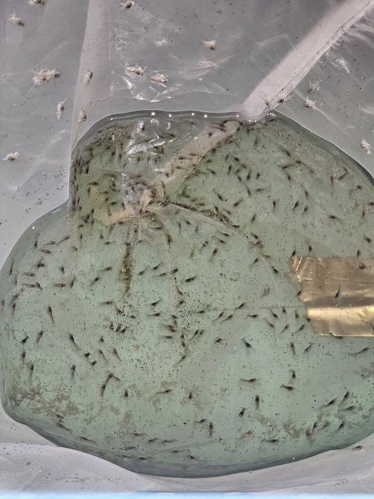 Продажа малька Австралийского рака. От 1000 шт