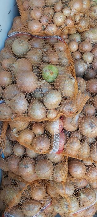 Cebula gruba i drobna