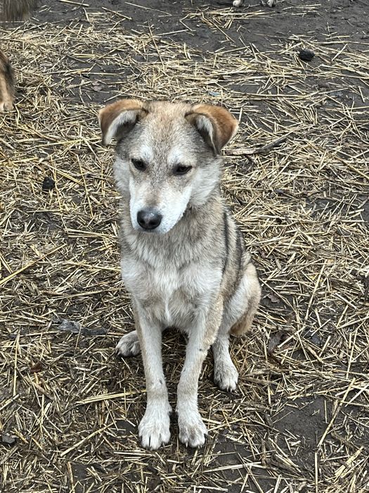 В добрі руки