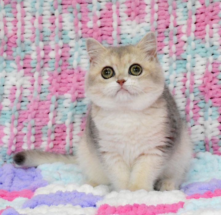 Золотая голубая шиншилла, кошечка, продажа