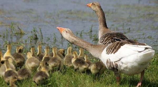 Гусенята Велика Сіра