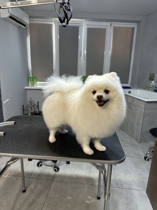 Стрижки собак ,котов .Новые Дома