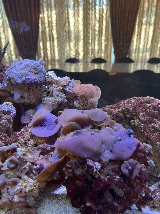 Терміново продам морські корали