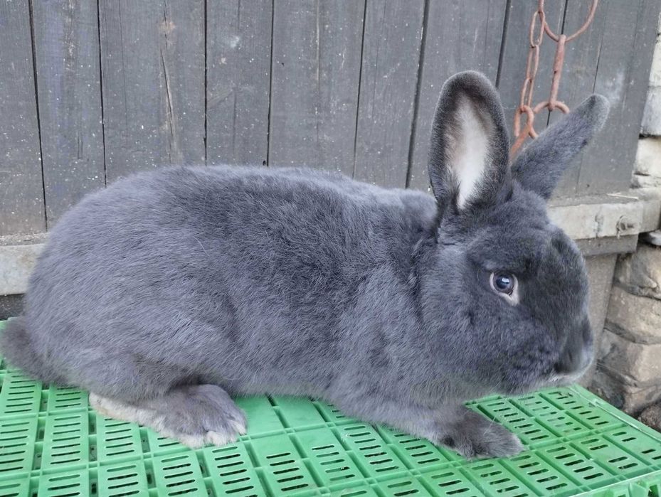 Samiec Wiedeński niebieski