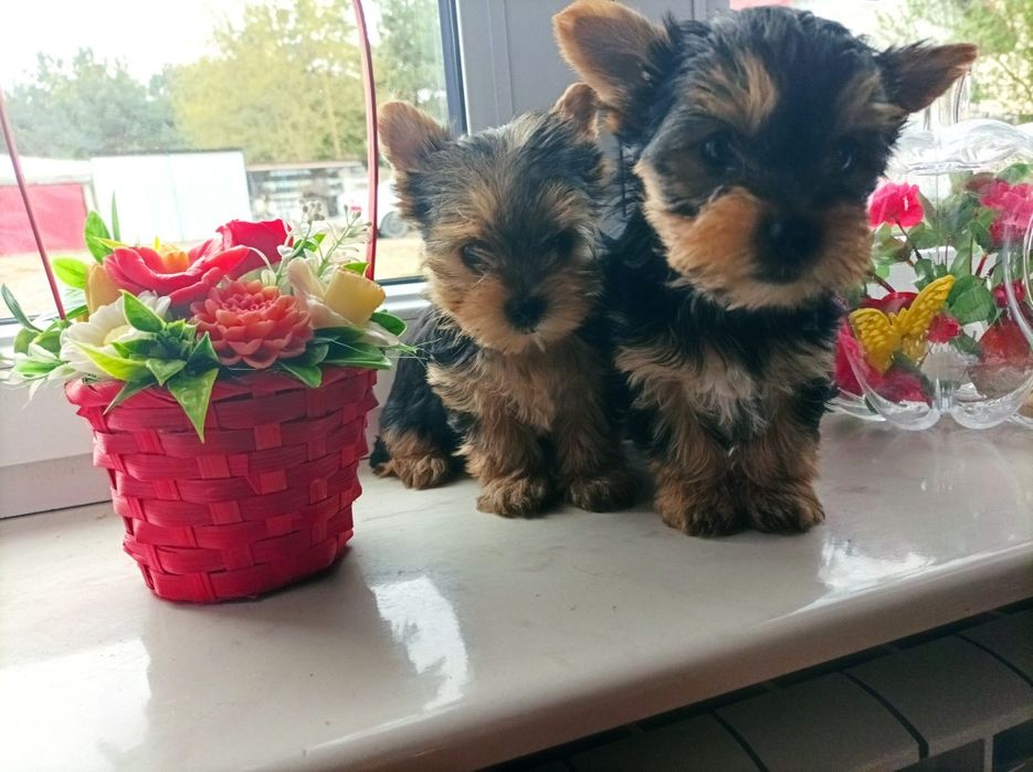 Yorkshire terrier