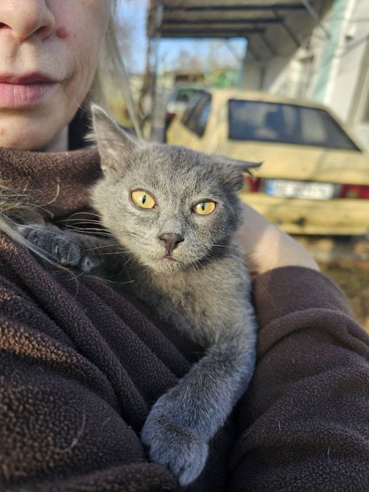 Дітлахи шукають родину у Новорічні свята