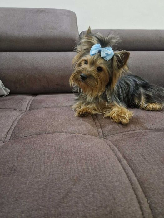 York Yorkshire Terrier. Piesek