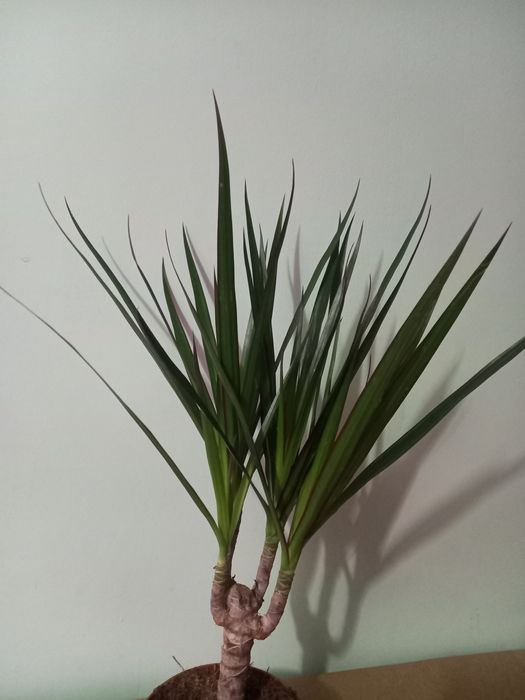 Драцена,  Ноліна