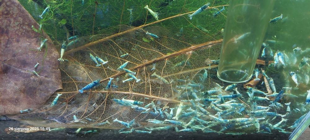 Krewetki Cardina Blue bolt