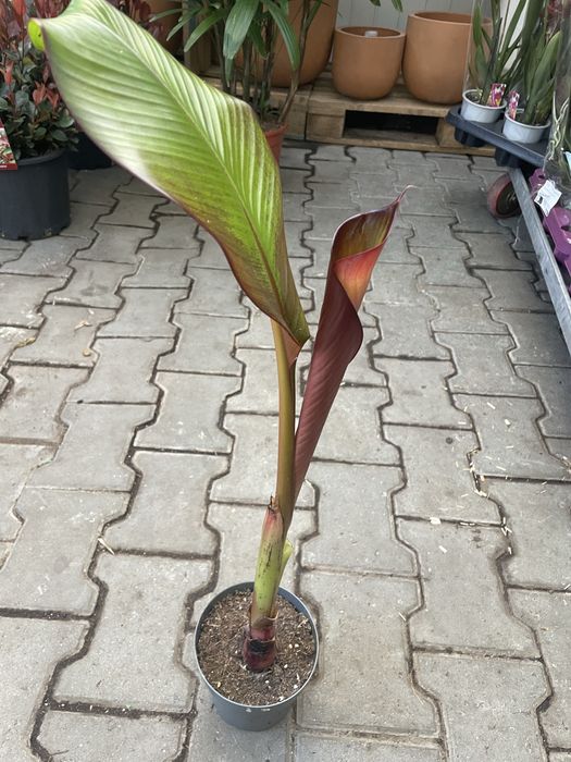 Bananowiec abisynski Maureli