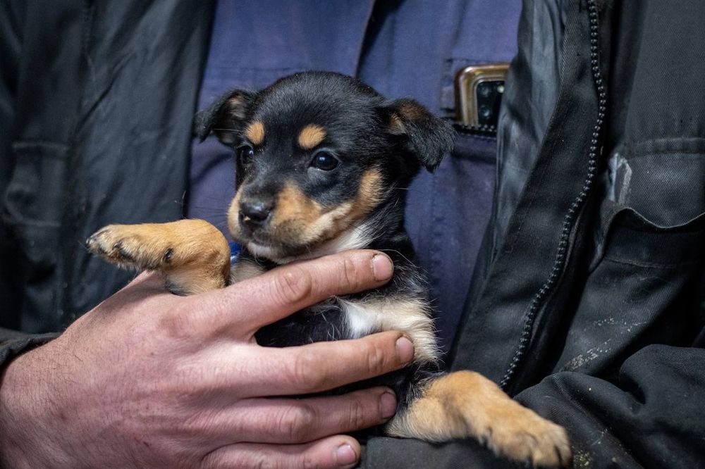 Отдам даром в добрые руки щенков