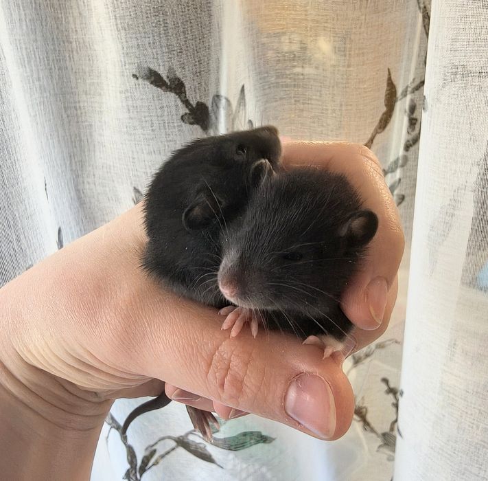 Щурики, пацючки, дівчата, стандарт, дамбо і хаскі