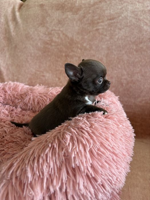 Chihuahua śliczny piesek Bruno