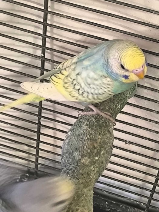 Periquitos Australianos