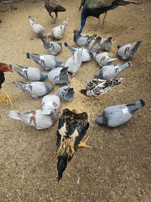 Pombos mundanos 20€ o casal