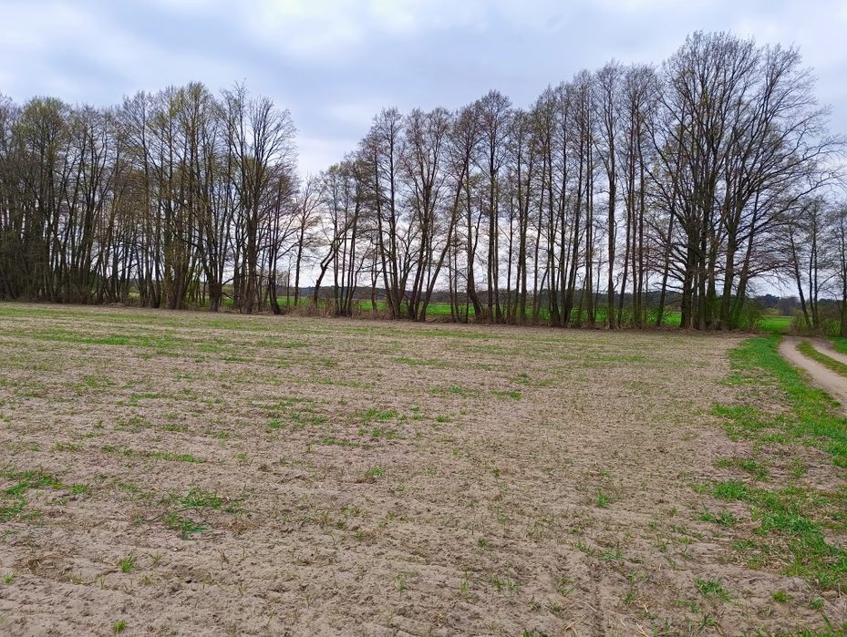 Działka budowlana 3275 m² | blisko Warty | strumyk | Mierzyn - Ansicht 3