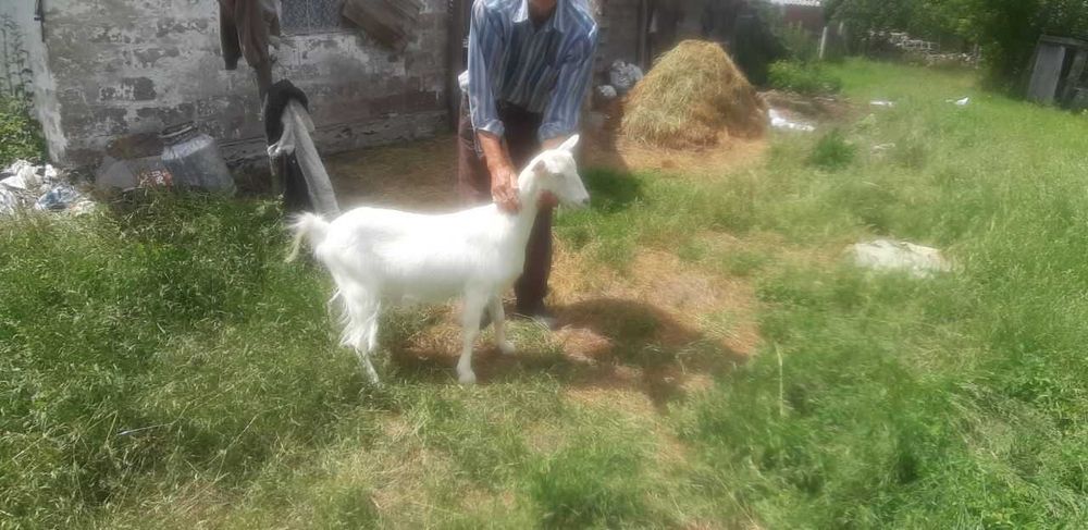 Безрогі дійні кози, смачне без запаху молоко, ручні, люблять діток