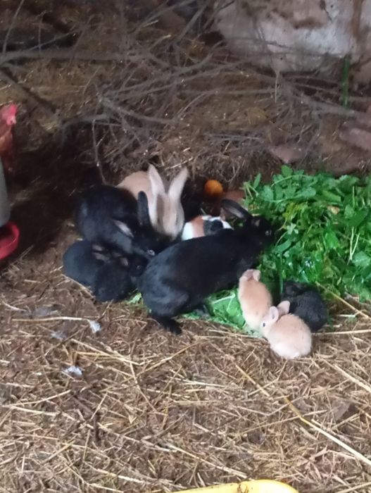 Coelhos lindíssimos