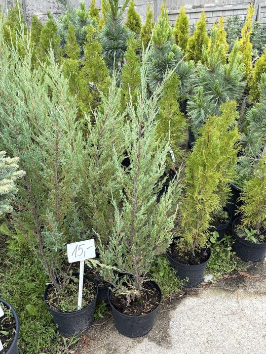 Jałowiec skalny ( Juniperus scopulorum blue arrow)