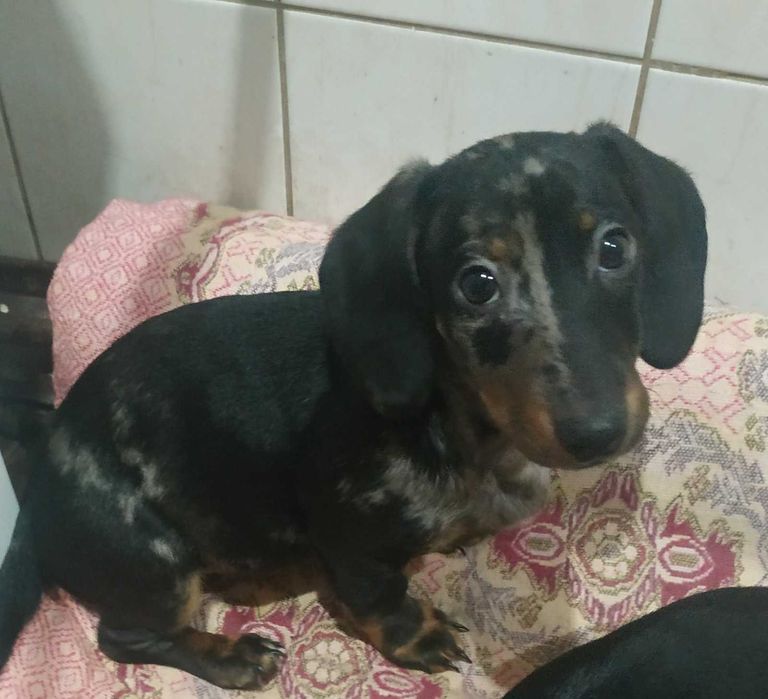 Цуценята такси шукають люблячих господарів.