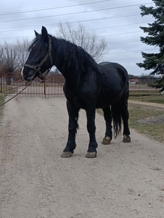 Sprzedam klacze zimnokrwiste źrebne