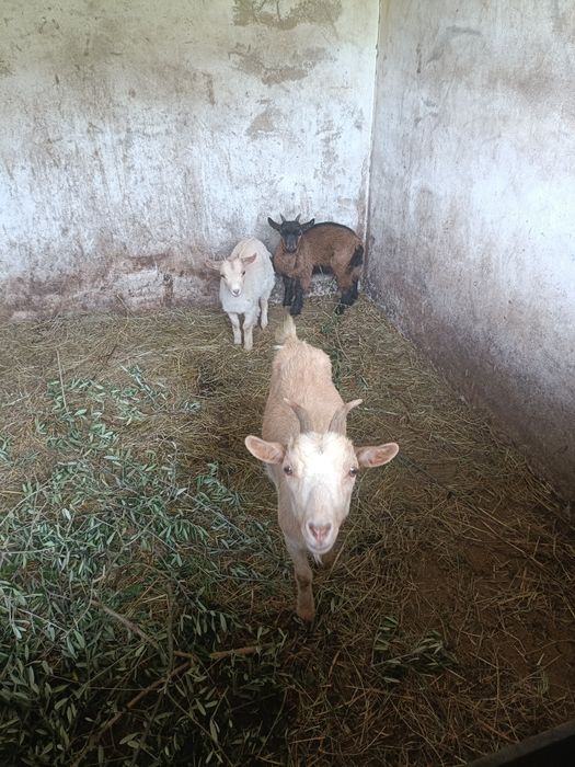 Vendo Cabras anãs