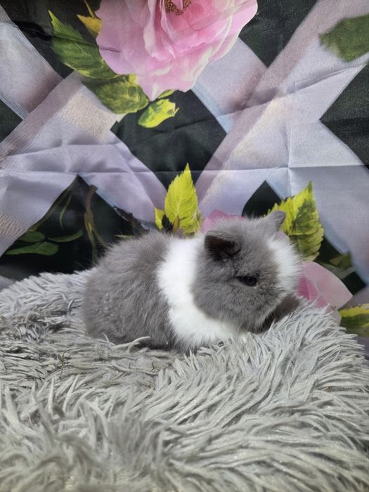 Karzełek Teddy Mini z Metryka