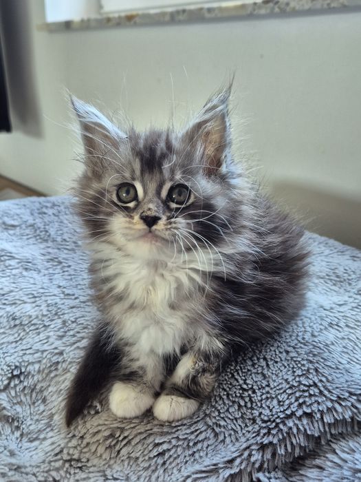 Piękna kotka Maine coon