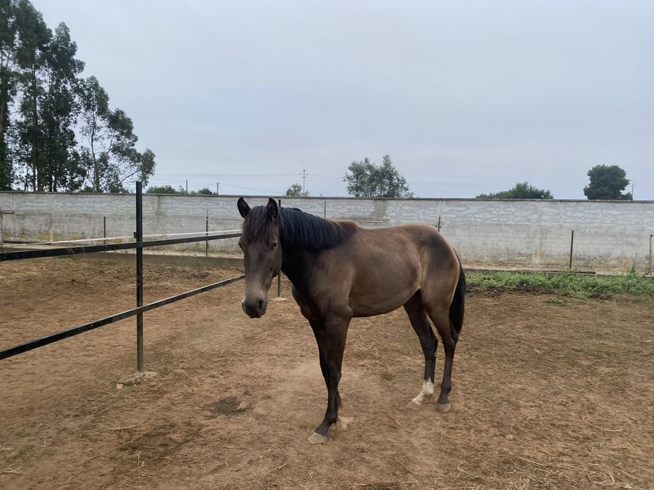 Poldra PSl de 3 anos