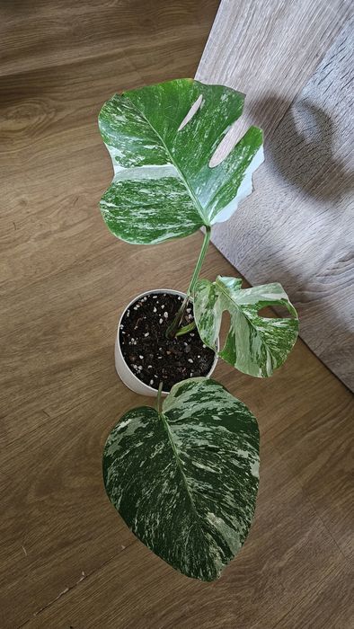 Sprzedam monstera deliciosa variegata..okazja