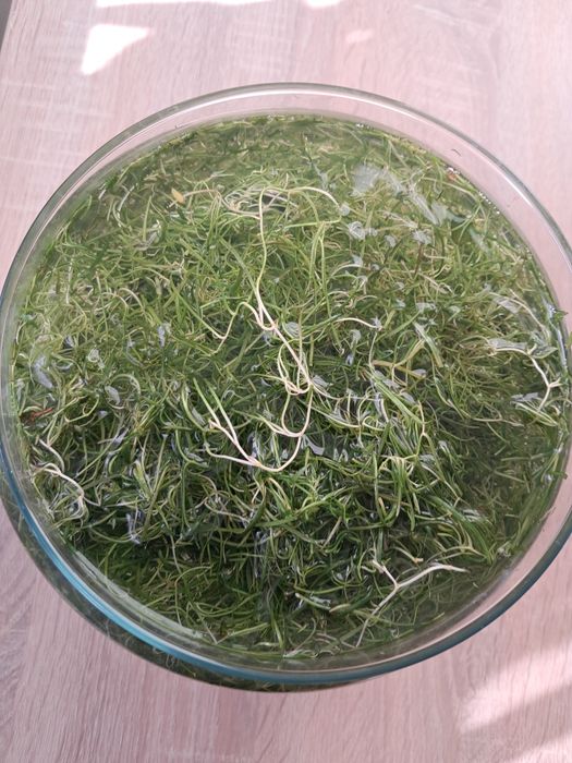 Trawka do akwarium  niska, rośliny akwariowe