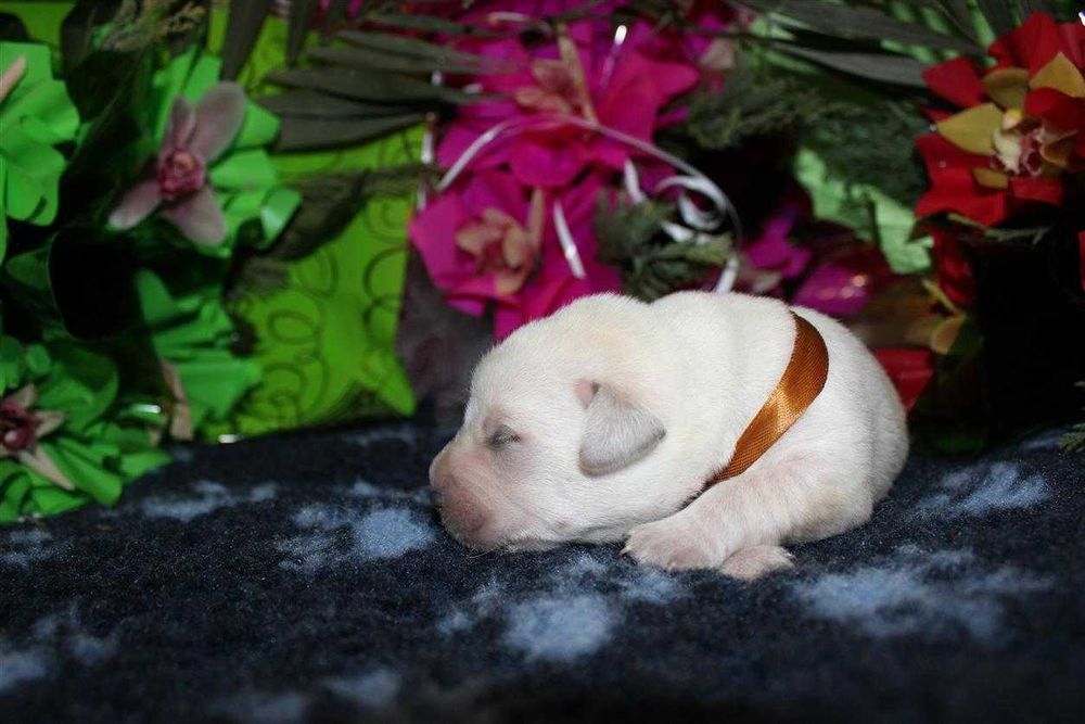 Лабрадор ретривер КСУ-FCI