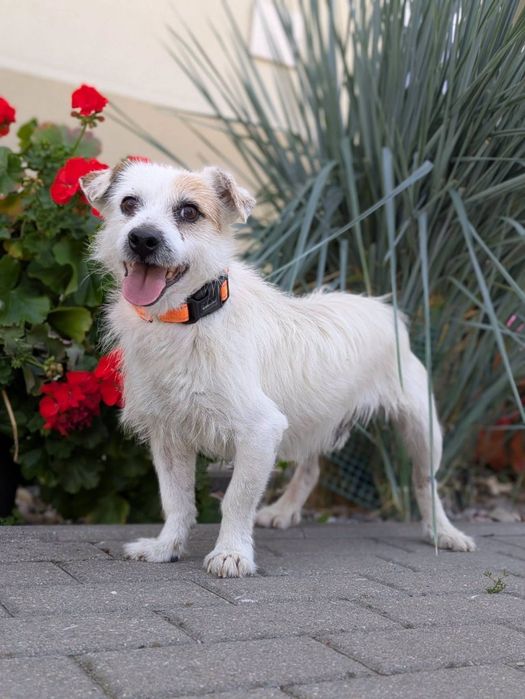 Delikatny Kardynał w typie Jack Rusell Terrier szuka domu. ADOPTUJ