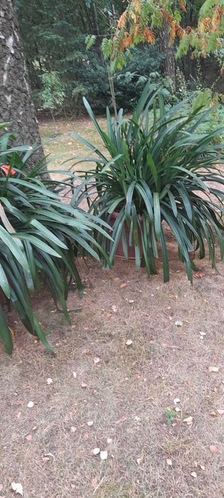 Sprzedam roslinę ze zdjecia