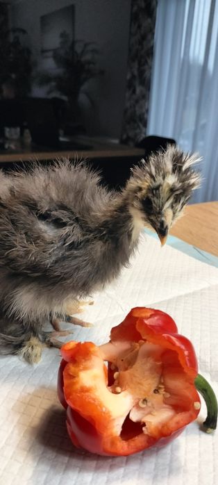 Kurczęta Silka Black mottled