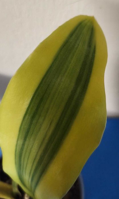 Sansevieria Yellowstone
