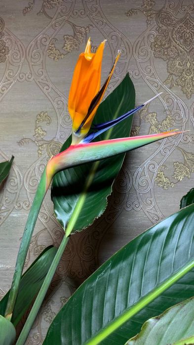 Стрелиция Reginа   h 165 cм