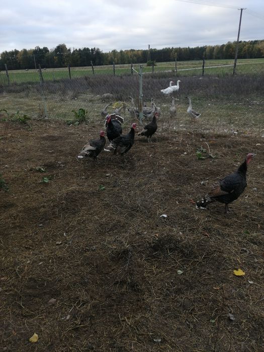 Sprzedam indyki dorosłe i młode