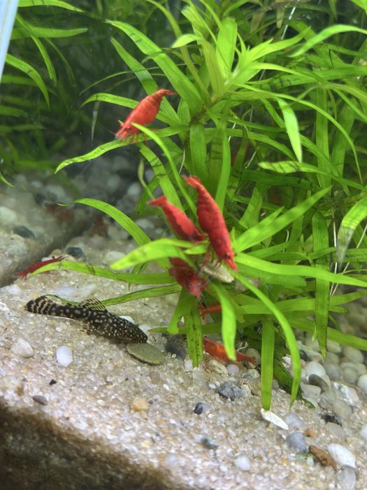 Krewetki red scherry.