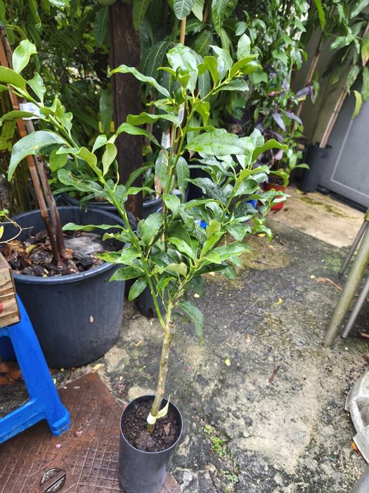 Árvores frutíferas e plantas exóticas e tropicais.