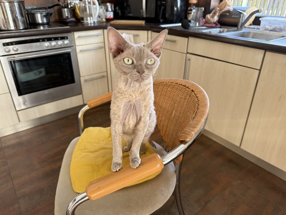 Liliowa koteczka devon rex