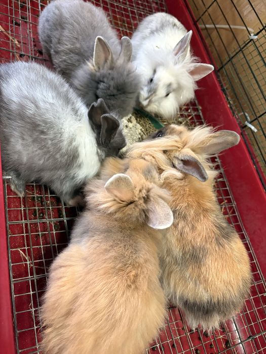 Coelhos anões com 3 meses