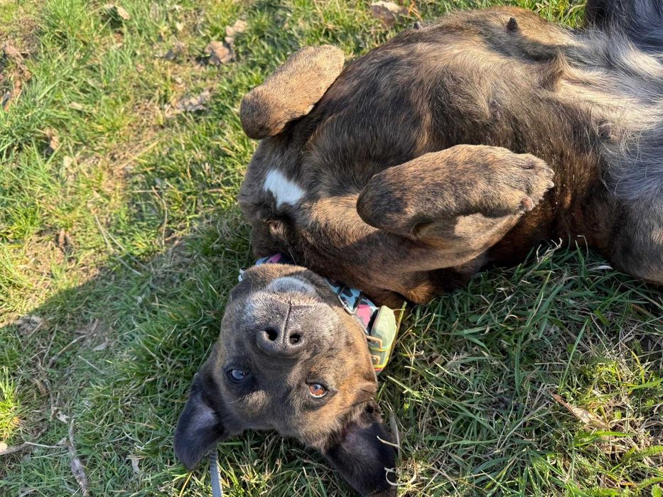 Trufla - piękna suka do adopcji!