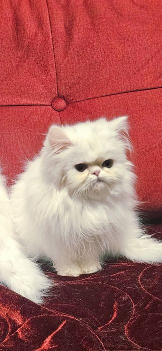 Kocurek perski biały,kot perski