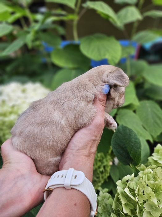 Chihuahua długowłosy śliczny chłopiec  dostępny
