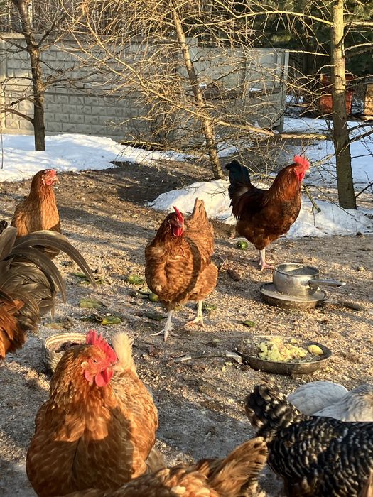 Kogut, z własnego wylęgu