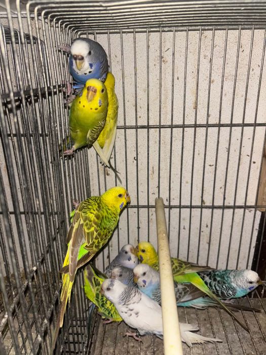 Periquitos disponiveis  excelente qualidade